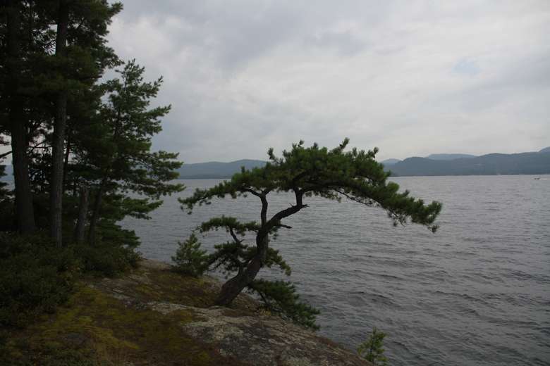 a small tree coming out of a rocky cliff overlooking the water