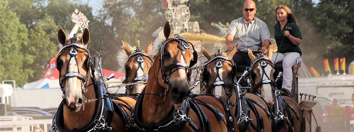 draft horses